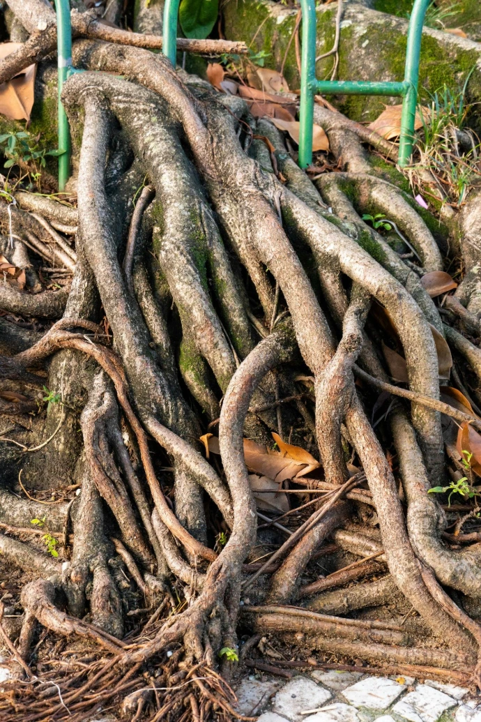 Thick tree roots intertwined with stone and green fence.